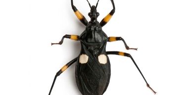 Black and white assassin bugs