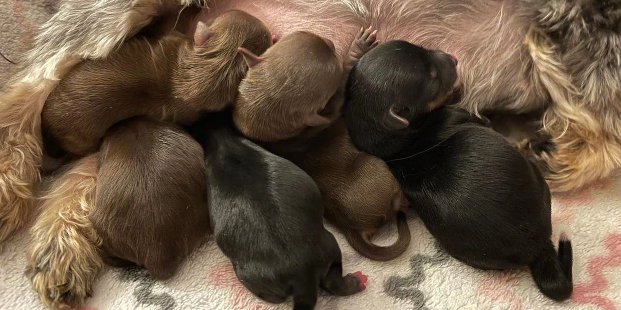 Day old Yorkies at the milk bar