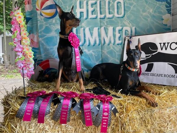 Two Dobermans with ribbons on hay at summer event.
