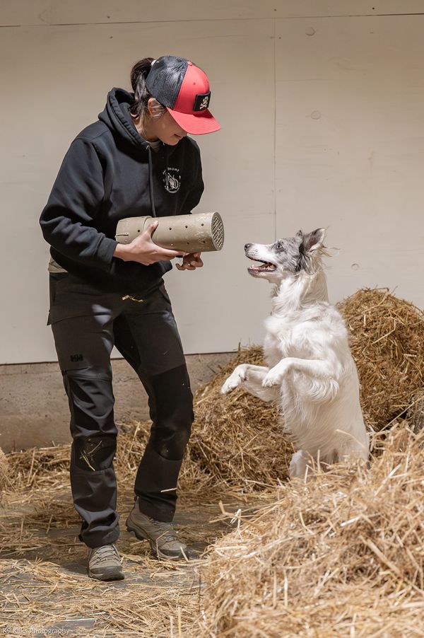 Person training a white dog in a barn with hay.