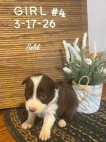 A young brown and white puppy sits beside a flower pot with a wooden sign behind it.