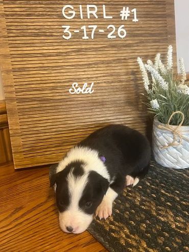 A young black and white puppy lying on a rug next to a wooden board.
