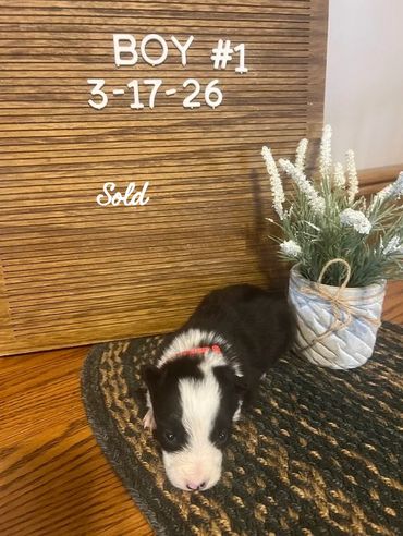 Newborn black and white puppy with a red collar lying on a rug beside a 'Sold' sign.