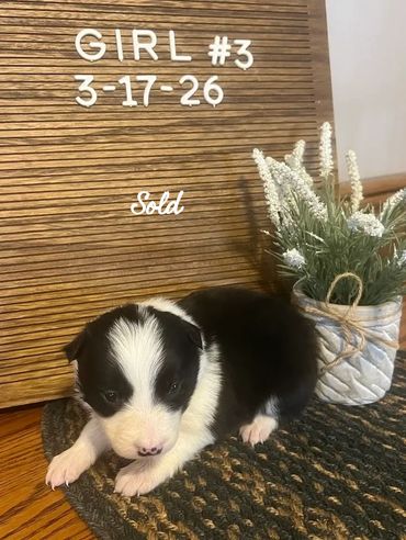 A black and white puppy lying next to a sign that reads 'GIRL #3 3-17-26 Sold'.
