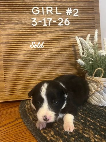 A black and white puppy lying on a rug with a wooden background.