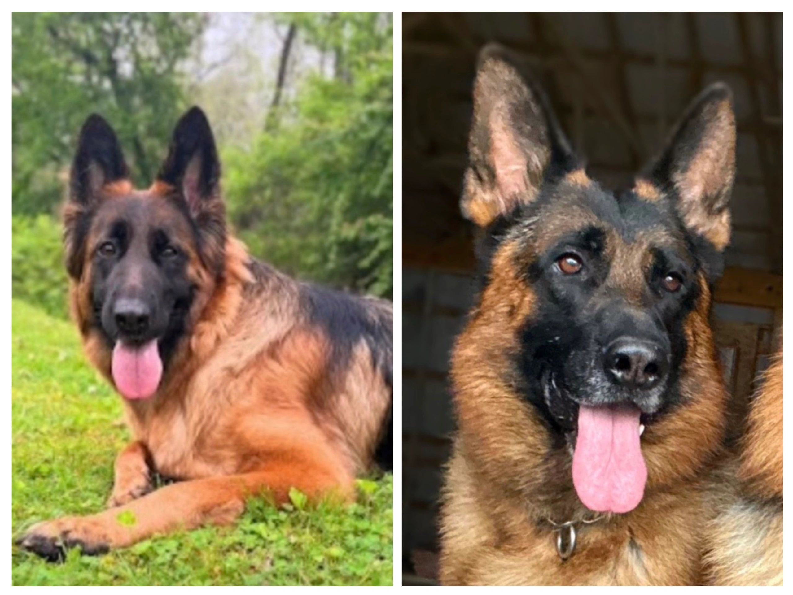 Two German Shepherd dogs with tongues out, one outdoors and one indoors.