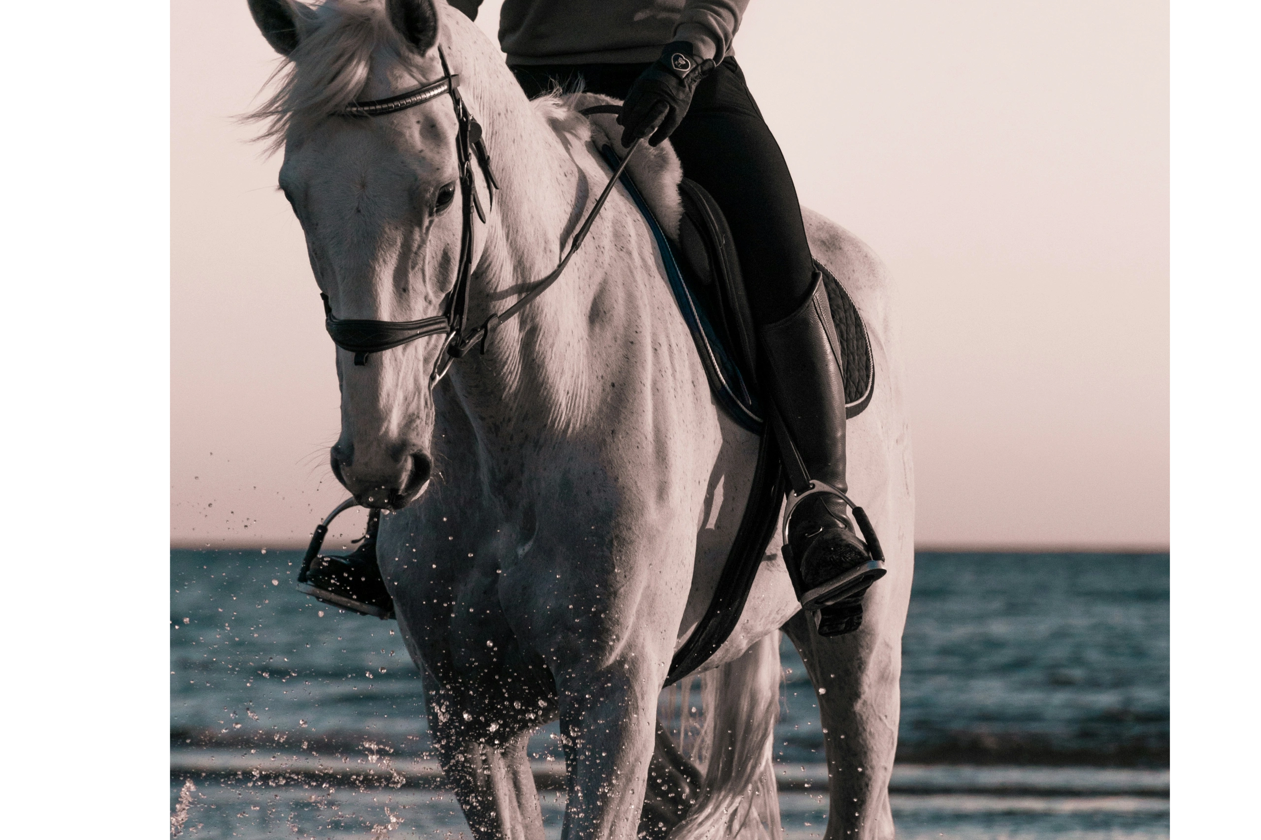 Young rider on horseback in the surf near St Augustine Beach, Florida. Beach ride day. Dapple Gray