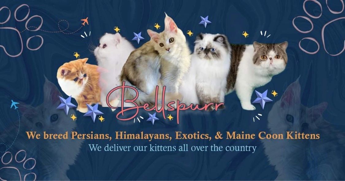 Cacao, Texstar Exotics, southern Maine Coons, Mitcha Maine Coons, Rhonda Lund Maine Coons Toxicate C