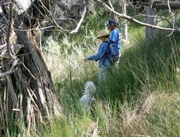 Nature and Art Journey explorer examining grasses and forbes in a wet ecosystem at Colwell Cedars.