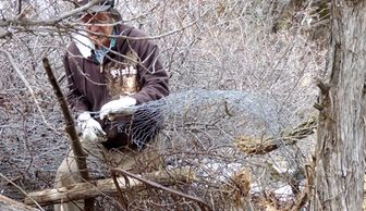Joseph Colwell wrangling multiple layers of fencing remains to clean up the old homestead.