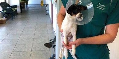 Animal Welfare Citrus County Florida
Animal Protection. Nonprofit.  Helping Homeless Animals.