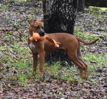 Animal Welfare Citrus County Florida
Animal Protection. Nonprofit.  Helping Homeless Animals.