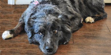 Animal Welfare Citrus County Florida
Animal Protection. Nonprofit.  Helping Homeless Animals.