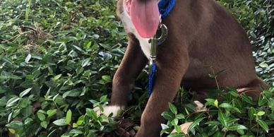 Animal Welfare Citrus County Florida
Animal Protection. Nonprofit.  Helping Homeless Animals.