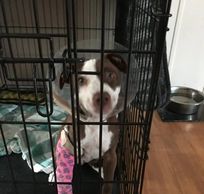 Animal Welfare Citrus County Florida
Animal Protection. Nonprofit.  Helping Homeless Animals.