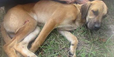 Animal Welfare Citrus County Florida
Animal Protection. Nonprofit.  Helping Homeless Animals.