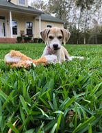 Animal Welfare Citrus County Florida
Animal Protection. Nonprofit.  Helping Homeless Animals.