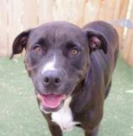 Animal Welfare Citrus County Florida
Animal Protection. Nonprofit.  Helping Homeless Animals.