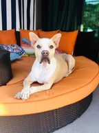 Animal Welfare Citrus County Florida
Animal Protection. Nonprofit.  Helping Homeless Animals.