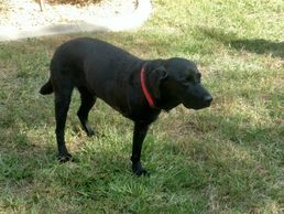 Animal Welfare Citrus County Florida
Animal Protection. Nonprofit.  Helping Homeless Animals.