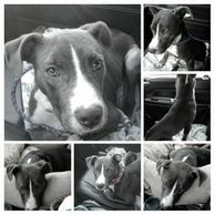 Animal Welfare Citrus County Florida
Animal Protection. Nonprofit.  Helping Homeless Animals.