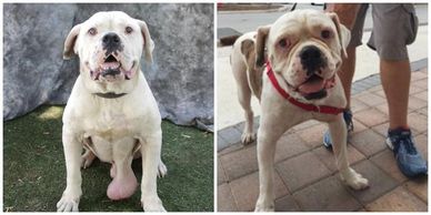 Animal Welfare Citrus County Florida
Animal Protection. Nonprofit.  Helping Homeless Animals.