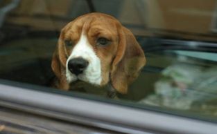 Animal rescue.  Animal welfare.  animal protection.  Citrus County FL.  Nonprofit organization.