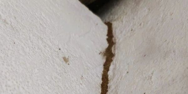 Herbal Termite Pest  Control | Herbal Termite Pest  Control Services | Termite Pest  Control Nagpur