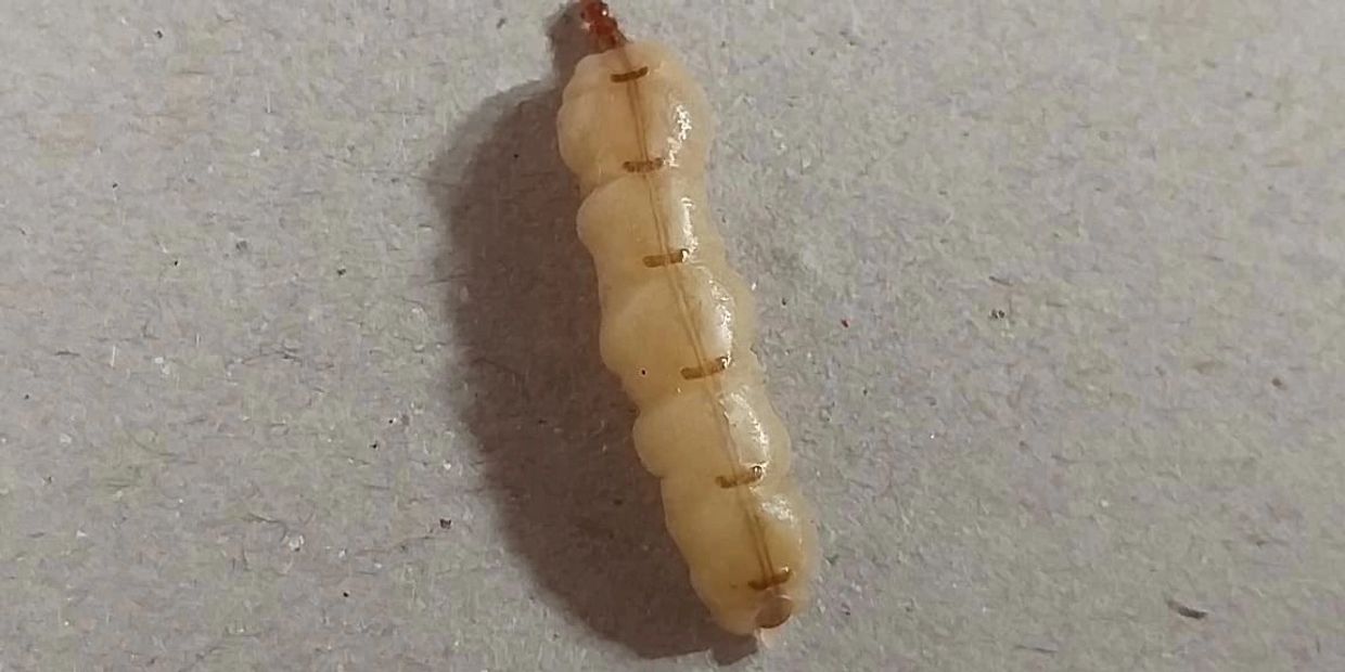 Termite Pest Control | Nagpur Pest Control|   https://nagpurpestcontrol.com/termite-pest-control