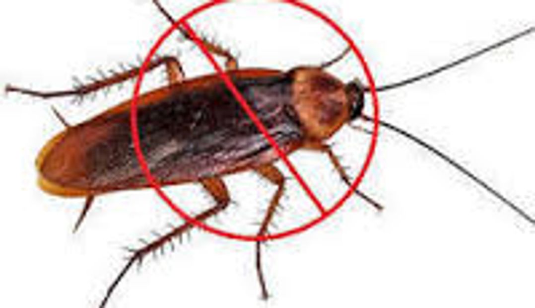 Cockroach Pest Control | Cockroach Pest Control Services In Nagpur | Cockroach Pest Control Near me