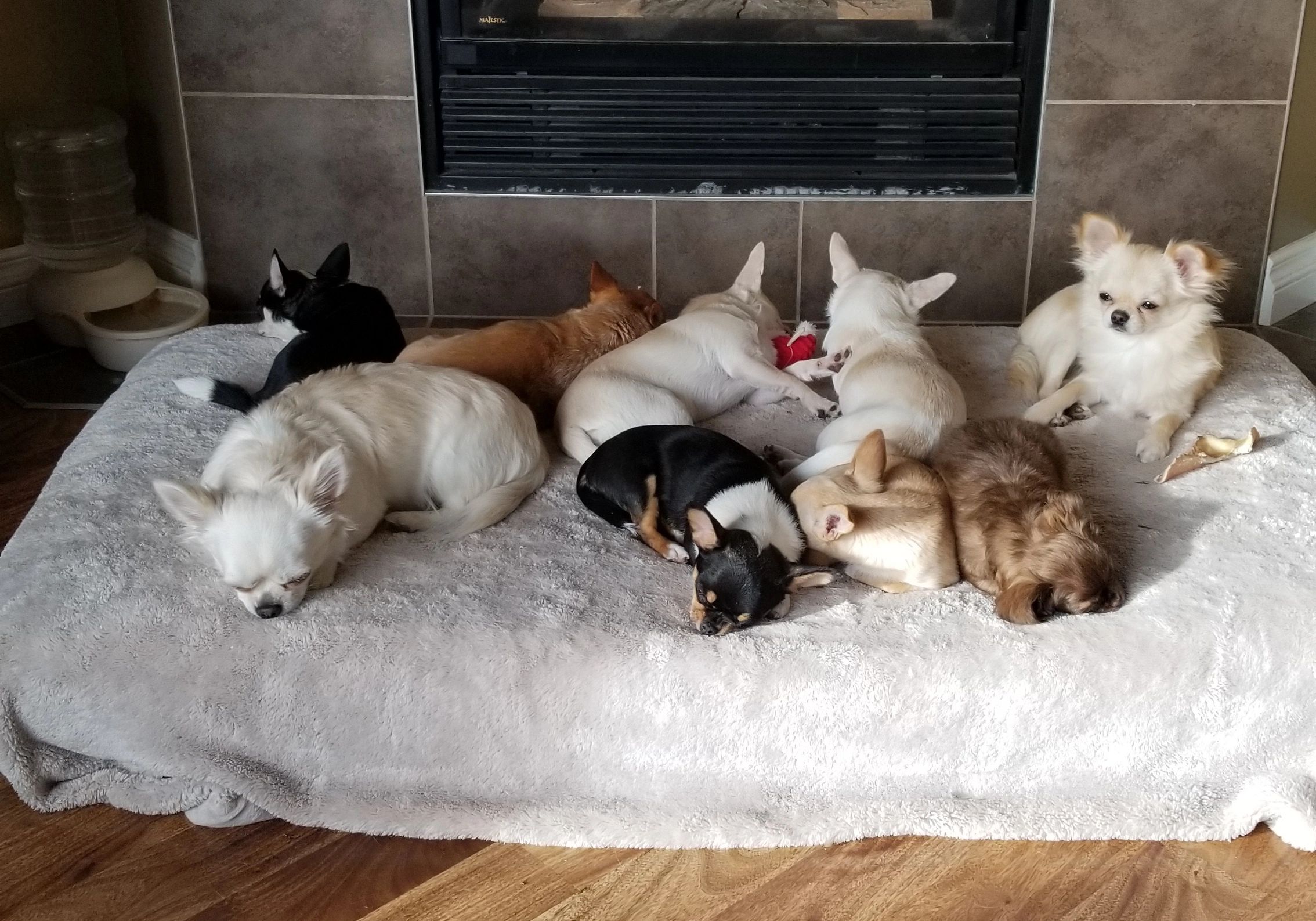 From Cuddles To Chaos Apple Head Chihuahua Takes Hearts And Hearts On A Wild Adventure