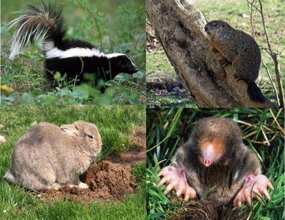 holes in lawn, mole, groundhog, skunk, rabbit, animals digging yard, lawn damage animal