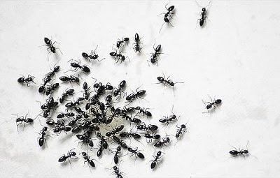 ant, ants, insect, bug, get rid of ants, lawn pests
