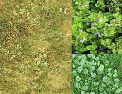 ground ivy, clover, ivy weed, clover on vine, creeping charlie