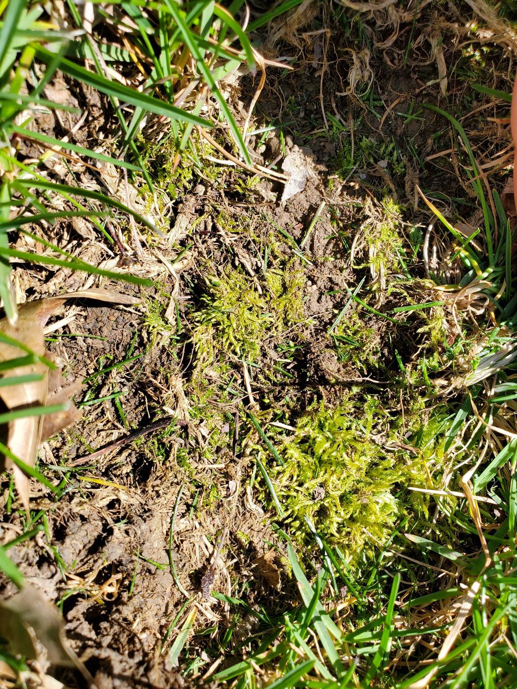moss, dead lawn, moss in lawn, grass problems, grass dying