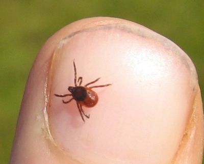 tick, ticks, dog tick, deer tick, brown tick, lyme disease