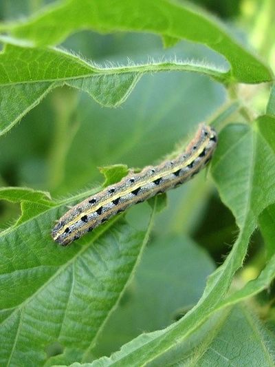 armyworm, army worm, moth, army moth, cutworms, fall armyworms, Armyworm Moth Larvae, army moth