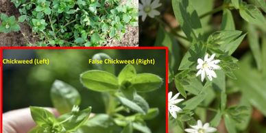 chickweed, weed with white flowers, edible weeds
