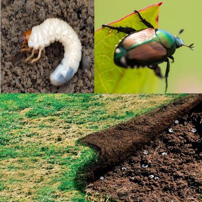 grub, beetle, june bug, june beetle, masked chaffer