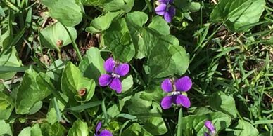 wild violets, heart shaped leaves, purple flower in grass, weeds in lawn