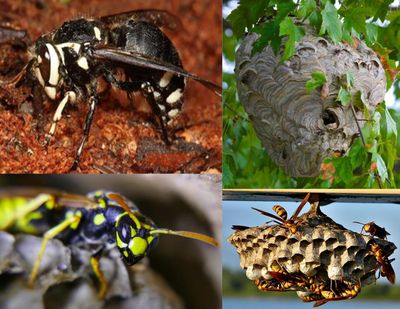 wasp, hornet, white face hornet, paper bee nest, hornet nest, ground bees