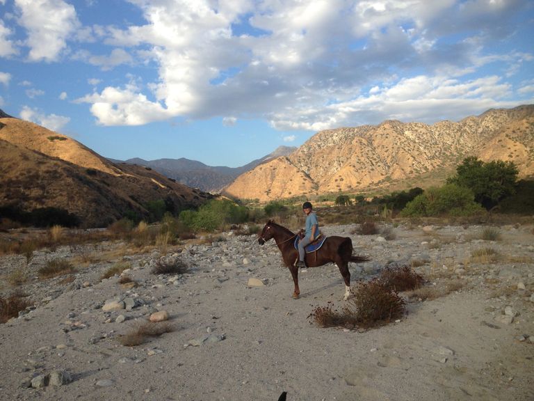 equine facilitated psychotherapy