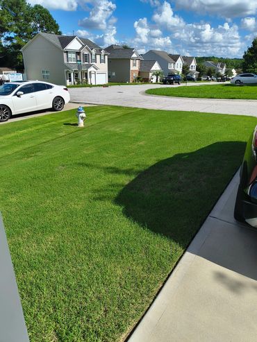 Sunny street with green lawns.
