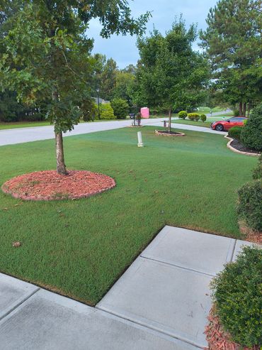 A well-maintained suburban lawn with trees.