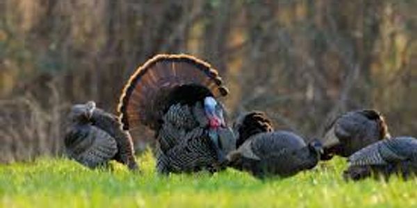 Kentucky turkey hunts