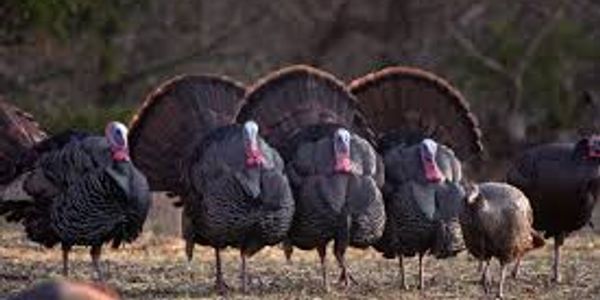 kentucky turkey season
