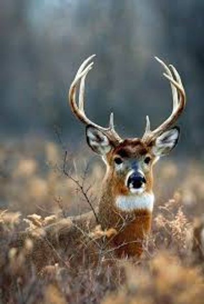 Kentucky trophy buck