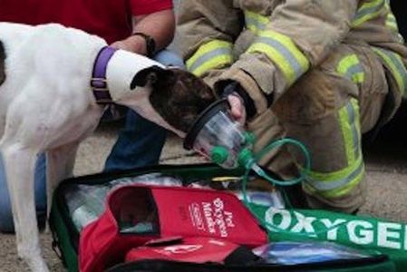 Losing a pet due to a house fire can be a devastating experience. As most pet owners leave their fur