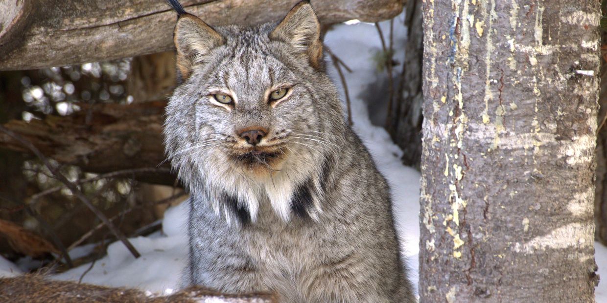 Canada Lynx by McElroy Productions