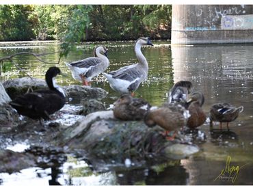 Wildlife by the Lake